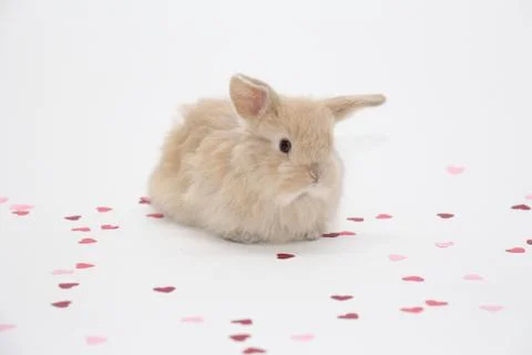 Bunny 库存照片