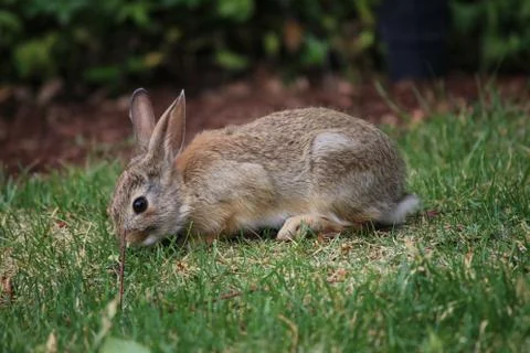 Bunny 写真素材