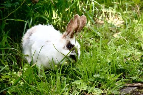Bunny Foto stock