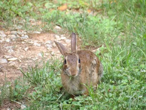 Bunny Stock Photos