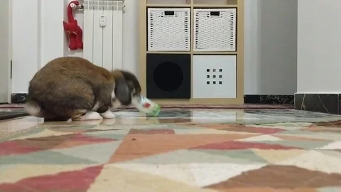 A bunny plays with a plastic bottle Video stock 98705439