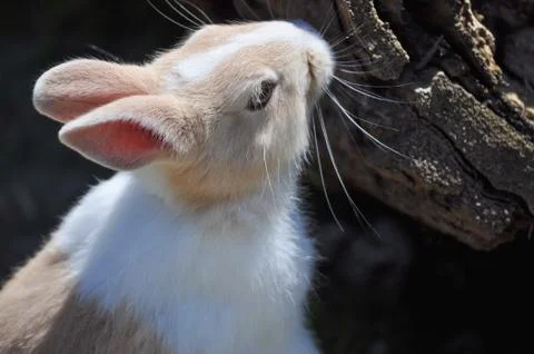 Bunny portrait Stock Photos