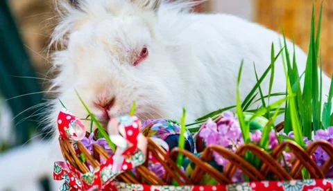 A bunny posing for picture behind Easter striped basket Foto stock