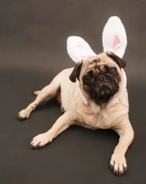 Bunny Pug Stock Photos