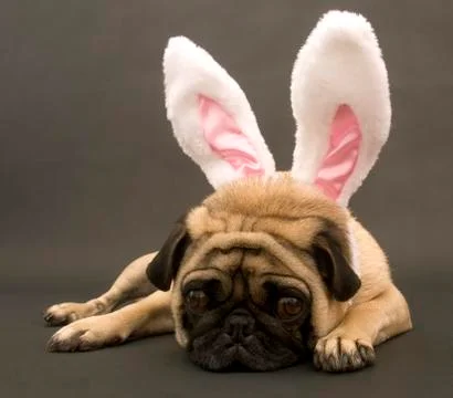 Bunny Pug Stock Photos