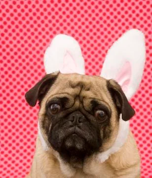 Bunny Pug Stock Photos