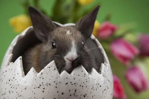 Bunny, rabbit and easter egg Stock Photos
