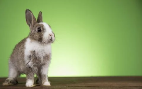 Bunny, rabbit and easter egg Foto stock