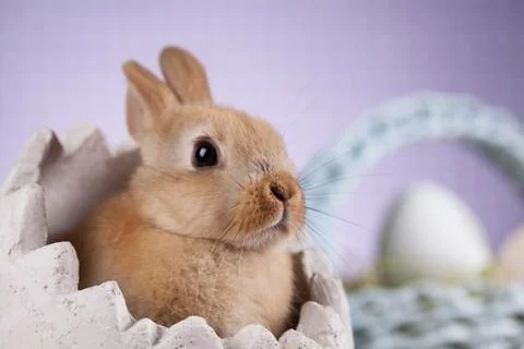 Bunny, rabbit and easter eggs Free Stock Photos
