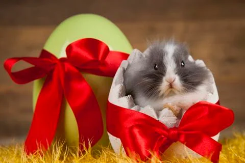 Bunny, rabbit and easter eggs Free Stock Photos