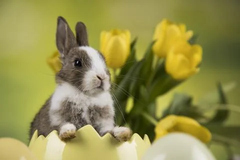 Bunny, rabbit and easter eggs Stock Photos
