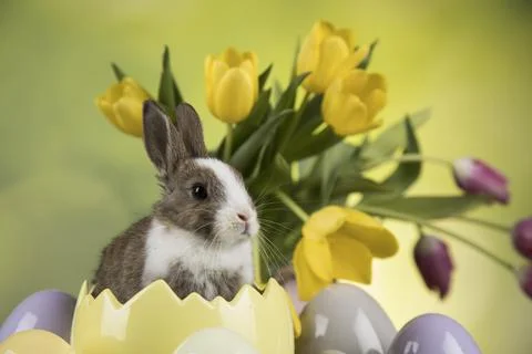 Bunny, rabbit and easter eggs Stock Photos