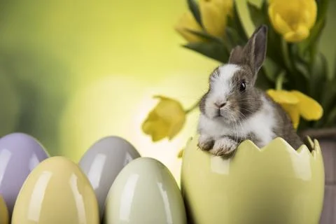 Bunny, rabbit and easter eggs Stock Photos
