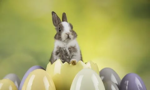 Bunny, rabbit and easter eggs Foto stock