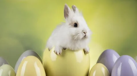 Bunny, rabbit and easter eggs Stock Photos