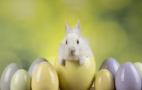 Bunny, rabbit and easter eggs Stock Photos