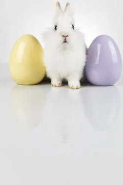 Bunny, rabbit and easter eggs Stock Photos
