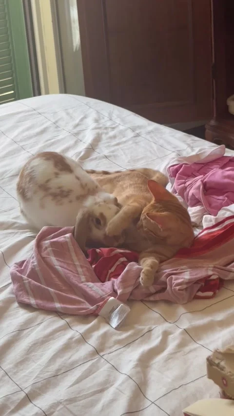 A Bunny Rabbit and Kitty Snuggle up, italy - 04 Aug 2026 Vídeo Stock 342179373