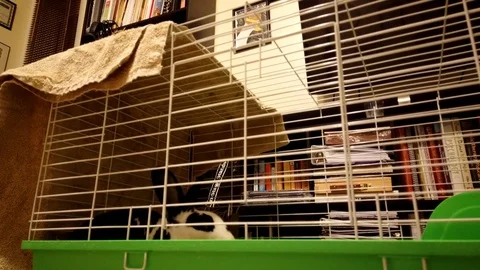 Bunny Rabbit in a cage motionlapse Stock Footage 100990663