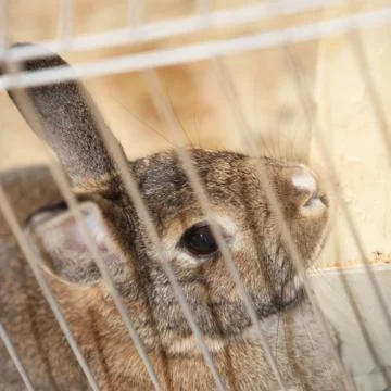 Bunny rabbit in a cage Foto stock