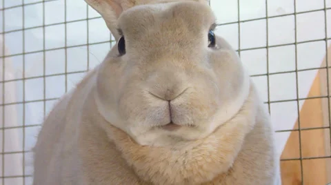 Bunny Rabbit Close Up Stock Footage 22917043
