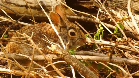 Bunny Rabbit eating in Brush 2 Stock Footage 89312437