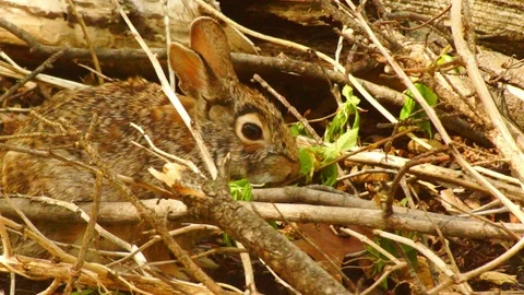 Bunny Rabbit eating in Brush Stock Footage 89312469