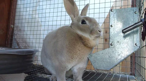 Bunny Rabbit Eating Stock Footage 22917050