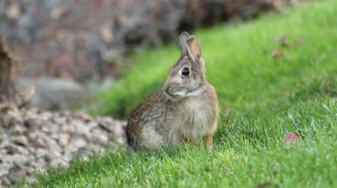 Bunny Rabbit Eating Stock Footage 61334633