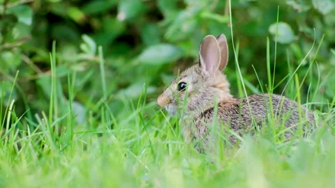 Bunny Rabbit Eating Grass Hiding in Field Nature Video Stock Footage 345281195