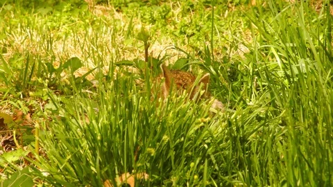 Bunny Rabbit eating grass springtime 4 Stock Footage 89312241