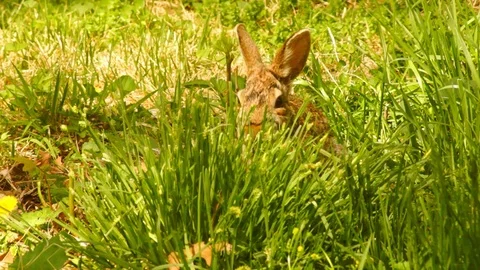 Bunny Rabbit eating grass springtime 2 Video stock 89312242
