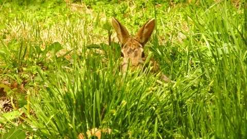 Bunny Rabbit eating grass springtime 3 Video stock 89312294