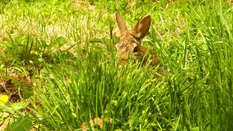 Bunny Rabbit eating grass springtime Stock Footage 89312813