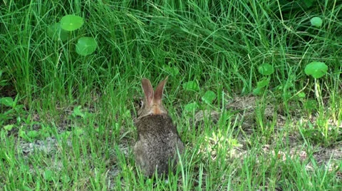 Bunny Rabbit Stock Footage 26380583