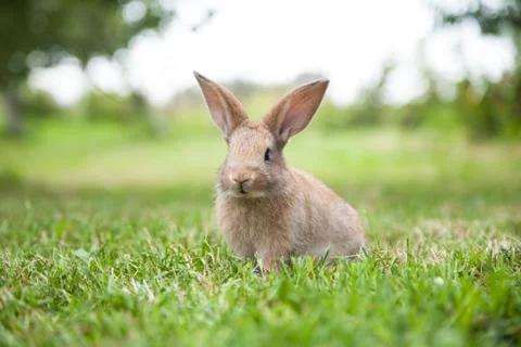 Bunny rabbit on the grass Stock Photos