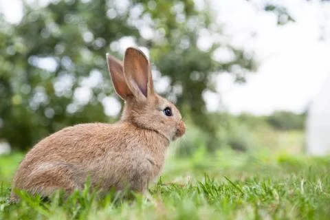 Bunny rabbit on the grass Stock Photos