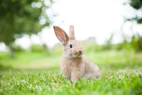 Bunny rabbit on the grass Stock Photos