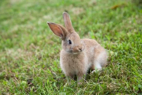 Bunny rabbit on the grass Stock Photos
