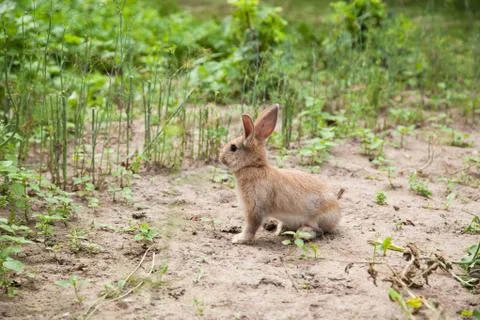 Bunny rabbit on the grass Stock Photos