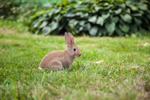 Bunny rabbit on the grass Stock Photos