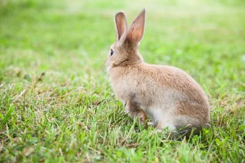 Bunny rabbit on the grass Foto stock