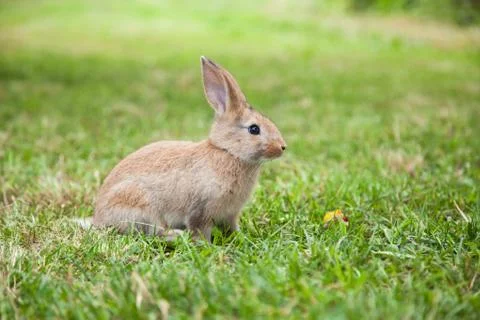 Bunny rabbit on the grass Stock Photos