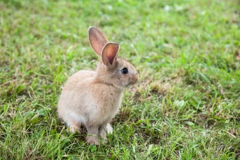Bunny rabbit on the grass Stock Photos