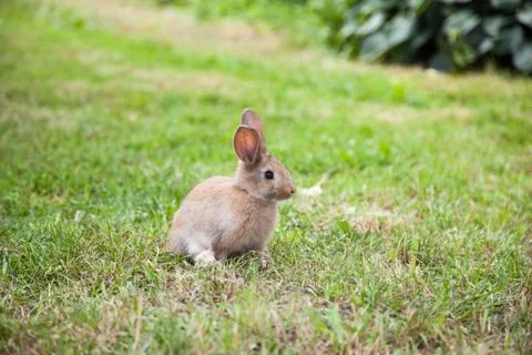 Bunny rabbit on the grass Stock Photos