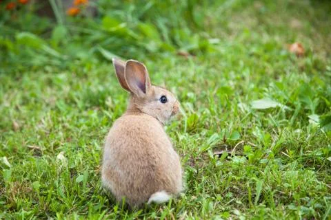 Bunny rabbit on the grass Stock Photos
