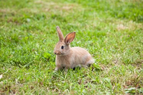 Bunny rabbit on the grass Stock Photos