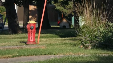 Bunny rabbit hopping on a yard in town next to the street 動画素材 314836138