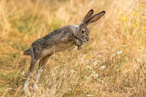 Bunny rabbit jackrabbit jumping Stock Photos