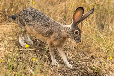 Bunny rabbit jackrabbit jumping Stock Photos